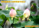 法轮功,重庆大法弟子恭祝师尊新年好(25条)