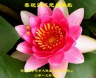 ֹ,󷨵ӹףʦ(20)