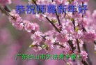 法轮功,广东大法弟子恭祝师尊新年好(25条)