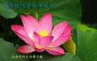 法轮功,山西大法弟子恭祝师尊新年好(22条)