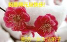 法轮功,廊坊大法弟子恭祝师尊新年好(19条)