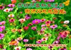 法轮功,河北大法弟子恭祝师尊新年好(25条)