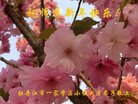 法轮功,黑龙江大法弟子恭祝师尊新年好(22条)