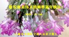 ֹ,д󷨵ӹףʦ(20)