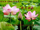 ֹ,󷨵ӹףʦ(24)