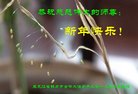 ֹ,󷨵ӹףʦ(23)