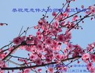 法轮功,沈阳大法弟子恭祝师尊新年好(23条)
