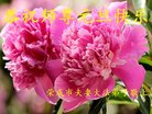 法轮功,山东大法弟子恭祝师尊新年好(22条)