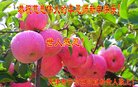 ֹ,󷨵ӹףʦ(24)