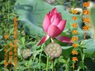 ֹ,󷨵ӹףʦ(19)