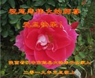 法轮功,陕西大法弟子恭祝师尊新年好(19条)