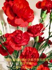 ֹ,ӱ󷨵ӹףʦ(28)