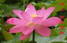 法轮功,云南大法弟子恭祝师尊新年好(20条)