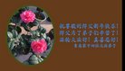 ֹ,ൺ󷨵ӹףʦ(23)