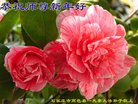 ֹ,ʯׯ󷨵ӹףʦ(20)