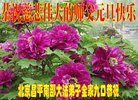 法轮功,北京大法弟子恭祝师尊新年好(23条)