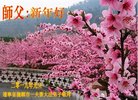 法轮功,辽宁大法弟子恭祝师尊新年好(24条)