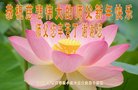 法轮功,北京大法弟子恭祝师尊新年好(21条)