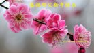 法轮功,山东大法弟子恭祝师尊新年好(24条)