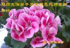 ֹ,ȷ󷨵ӹףʦ(24)