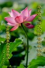 法轮功,甘肃大法弟子恭祝师尊新年好(19条)