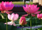 ֹ,󷨵ӹףʦ(22)