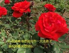 ֹ,ൺ󷨵ӹףʦ(27)