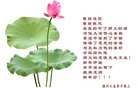 法轮功,锦州大法弟子恭祝师尊新年好(21条)