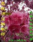 法轮功,大连大法弟子恭祝师尊新年好(22条)