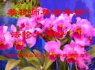 ֹ,Ϋ󷨵ӹףʦ(26)