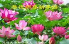 ֹ,ʡ󷨵ӹףʦ(21)