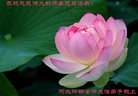 ֹ,ӱ󷨵ӹףʦ(26)
