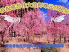 法轮功,河北大法弟子恭祝师尊新年好(18条)