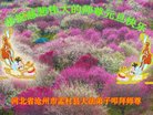 ֹ,ӱ󷨵ӹףʦ(18)