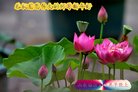 ֹ,ʴ󷨵ӹףʦ(30)