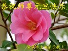 法轮功,山东大法弟子恭祝师尊新年好(19条)