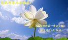 法轮功,石家庄大法弟子恭祝师尊新年好(28条)