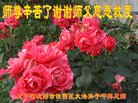 ���ֹ�,�����󷨵��ӹ�ףʦ�������(24��)