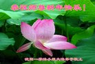 法轮功,沈阳大法弟子恭祝师尊新年好(21条)