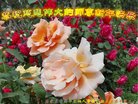 ֹ,ʯׯ󷨵ӹףʦ(26)