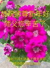 法轮功,河北大法弟子恭祝师尊新年好(23条)