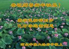 ֹ,ʯׯ󷨵ӹףʦ(26)