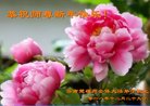 法轮功,云南大法弟子恭祝师尊新年好(19条)