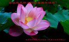 法轮功,北京大法弟子恭祝师尊新年好(22条)