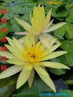 法轮功,北京大法弟子恭祝师尊新年好(23条)