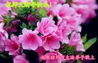 ֹ,մ󷨵ӹףʦ(24)