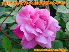 ֹ,ʡ󷨵ӹףʦ(24)
