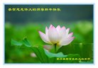 法轮功,大庆大法弟子恭祝师尊新年好(21条)