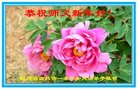 法轮功,四川大法弟子恭祝师尊新年好(21条)