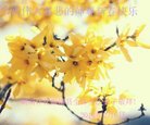 法轮功,湖南大法弟子恭祝师尊新年好(23条)